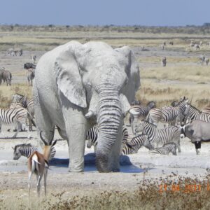 Etosha National Park | The Namibia Safari | Accommodation, 4x4 Car Hire ...